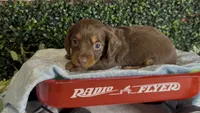 Longhair chocolate and tan male, a male Miniature Dachshund for sale in Water Valley, MS – 3 of 7