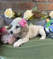 Longhair cream dapple female , a female Miniature Dachshund for sale in Water Valley, MS – 2 of 4