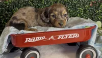 Longhair Red dapple male, a male Miniature Dachshund for sale in Water Valley, MS – 2 of 8