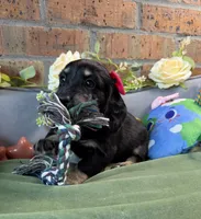 Longhair Black and cream female, a female Miniature Dachshund for sale in Water Valley, MS – 6 of 6