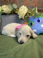 Longhair cream female , a female Miniature Dachshund for sale in Water Valley, MS – 5 of 6