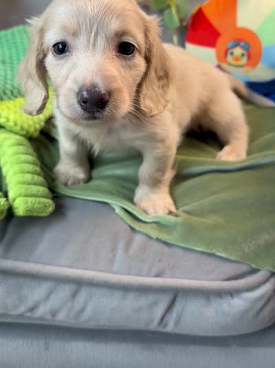 Longhair cream male, a male Miniature Dachshund for sale in Water Valley, MS – 4 of 4