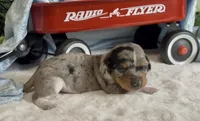 Shorthair black and tan dapple piebald , a male Miniature Dachshund for sale in Water Valley, MS – 3 of 5