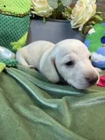 Shorthair cream female , a female Miniature Dachshund for sale in Water Valley, MS – 3 of 5
