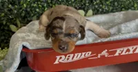 Shorthair black and tan dapple piebald , a male Miniature Dachshund for sale in Water Valley, MS – 2 of 5
