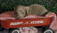 Longhair isabella and tan female, a female Miniature Dachshund for sale in Water Valley, MS – 3 of 6