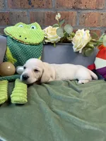 Shorthair cream male, a male Miniature Dachshund for sale in Water Valley, MS – 6 of 6