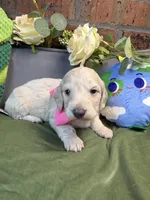 Longhair cream female , a female Miniature Dachshund for sale in Water Valley, MS – 3 of 6