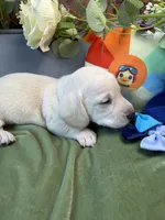 Shorthair cream male, a male Miniature Dachshund for sale in Water Valley, MS – 4 of 6