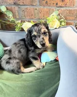 Black and cream dapple male , a male Miniature Dachshund for sale in Water Valley, MS – 1 of 7