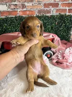 Longhair red female , a female Miniature Dachshund for sale in Water Valley, MS – 6 of 6