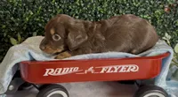 Longhair chocolate and tan male, a male Miniature Dachshund for sale in Water Valley, MS – 5 of 7