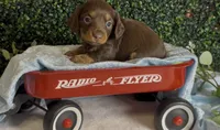 Longhair chocolate and tan male, a male Miniature Dachshund for sale in Water Valley, MS – 2 of 7