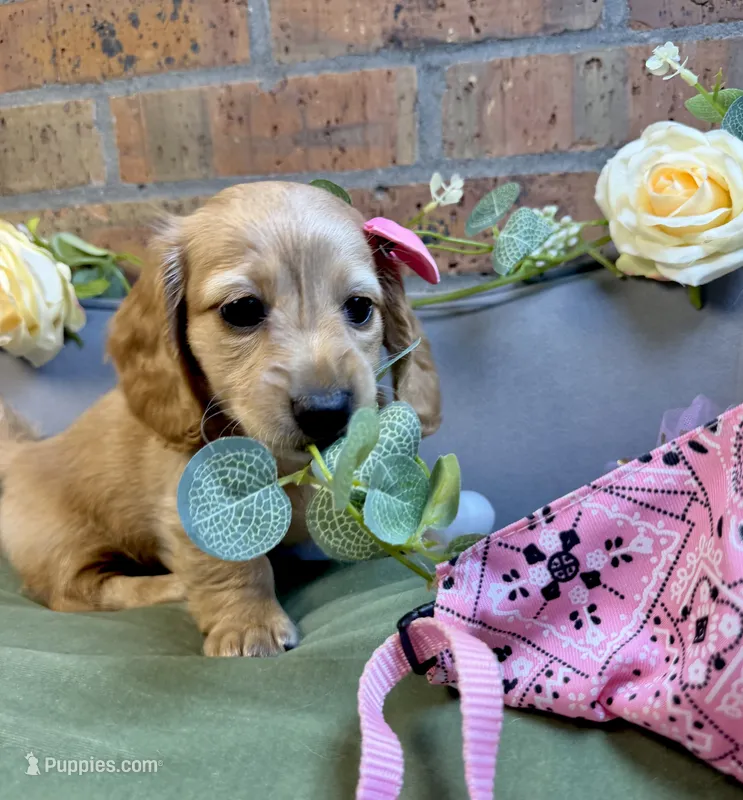 Longhair red female – Miniature Dachshund puppy for sale in Water Valley, MS