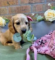 Longhair red female, a female Miniature Dachshund for sale in Water Valley, MS – 1 of 5