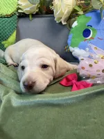 Shorthair cream female , a female Miniature Dachshund for sale in Water Valley, MS – 1 of 5