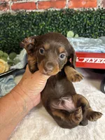 Longhair chocolate and tan male, a male Miniature Dachshund for sale in Water Valley, MS – 7 of 7