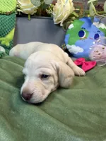 Shorthair cream female , a female Miniature Dachshund for sale in Water Valley, MS – 2 of 5