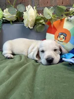 Shorthair cream male, a male Miniature Dachshund for sale in Water Valley, MS – 2 of 6