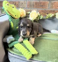 Blue and cream male, a male Miniature Dachshund for sale in Water Valley, MS – 2 of 6
