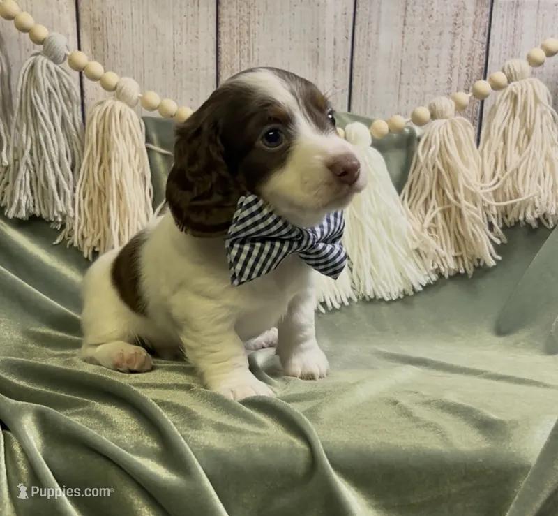 Longhair chocolate and tan piebald male – Miniature Dachshund puppy for sale in Water Valley, MS