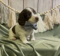 Longhair chocolate and tan piebald male, a male Miniature Dachshund for sale in Water Valley, MS – 1 of 3