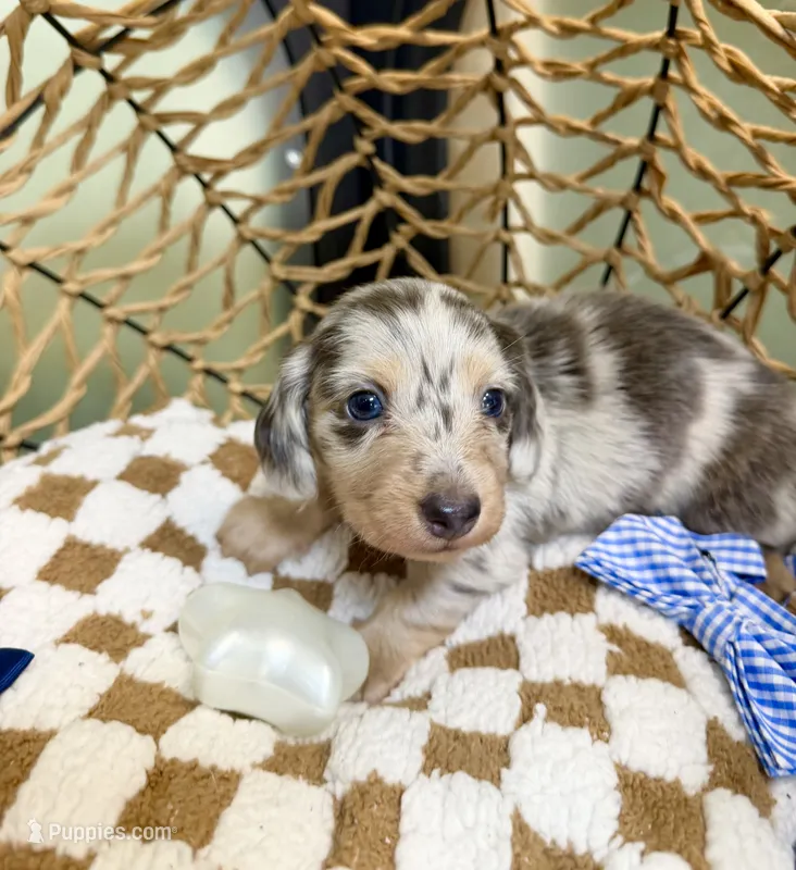 Longhair blue and cream dapple , a male Miniature Dachshund for sale in Water Valley, MS – 1 of 6