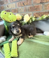 Blue and cream male, a male Miniature Dachshund for sale in Water Valley, MS – 4 of 6