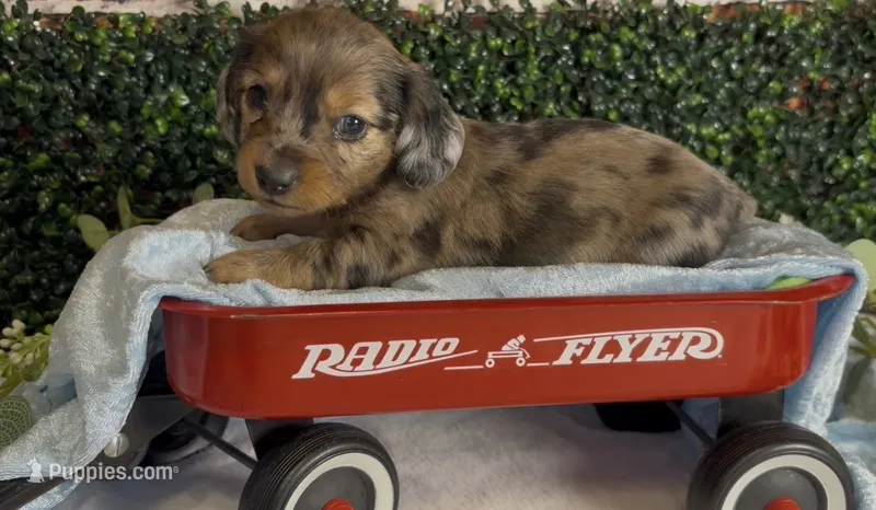 Longhair Red dapple male – Miniature Dachshund puppy for sale in Water Valley, MS