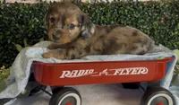 Longhair Red dapple male, a male Miniature Dachshund for sale in Water Valley, MS – 1 of 8