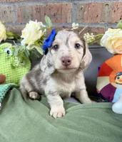 Chocolate and cream dapple , a male Miniature Dachshund for sale in Water Valley, MS – 5 of 8