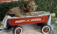 Longhair Red dapple male, a male Miniature Dachshund for sale in Water Valley, MS – 3 of 8