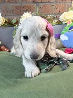 Longhair cream dapple female , a female Miniature Dachshund for sale in Water Valley, MS – 4 of 4