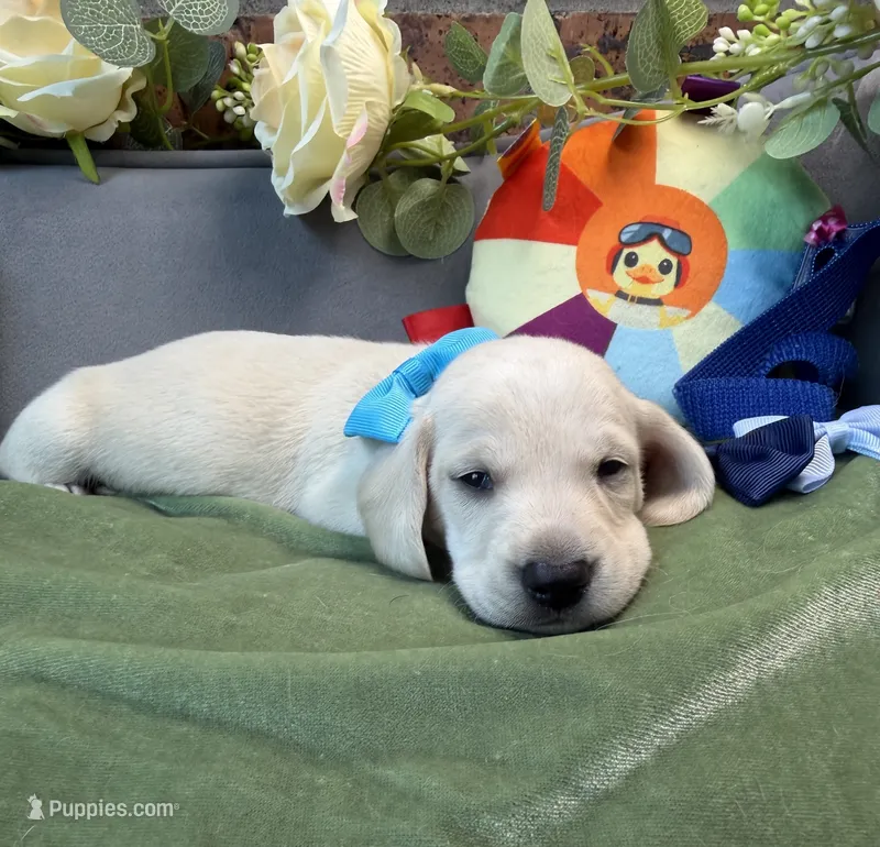 Shorthair cream male – Miniature Dachshund puppy for sale in Water Valley, MS