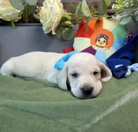Shorthair cream male, a male Miniature Dachshund for sale in Water Valley, MS – 1 of 6