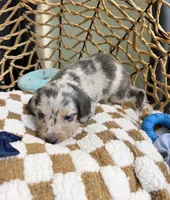Longhair blue and cream dapple , a male Miniature Dachshund for sale in Water Valley, MS – 3 of 6