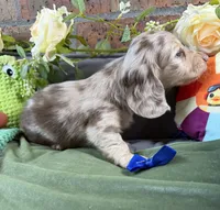 Chocolate and cream dapple , a male Miniature Dachshund for sale in Water Valley, MS – 2 of 8
