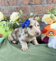 Chocolate and cream dapple , a male Miniature Dachshund for sale in Water Valley, MS – 3 of 8