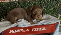 Longhair chocolate and tan male, a male Miniature Dachshund for sale in Water Valley, MS – 6 of 7
