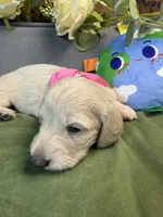 Longhair cream female , a female Miniature Dachshund for sale in Water Valley, MS – 4 of 6