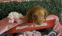 Longhair red female , a female Miniature Dachshund for sale in Water Valley, MS – 2 of 6