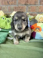 Blue and cream male, a male Miniature Dachshund for sale in Water Valley, MS – 6 of 6