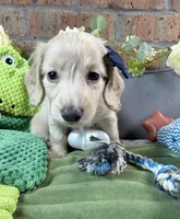 Longhair cream male, a male Miniature Dachshund for sale in Water Valley, MS – 2 of 4
