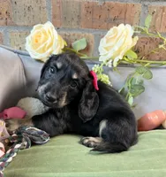 Longhair Black and cream female, a female Miniature Dachshund for sale in Water Valley, MS – 4 of 6