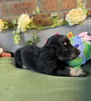 Longhair Black and cream female, a female Miniature Dachshund for sale in Water Valley, MS – 5 of 6