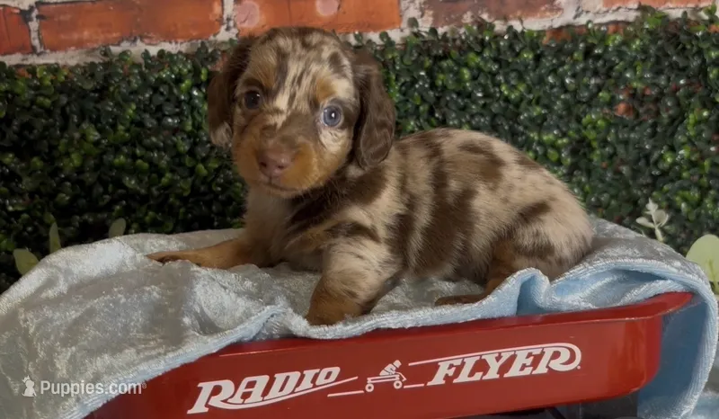 Chocolate and tan dapple male – Miniature Dachshund puppy for sale in Water Valley, MS