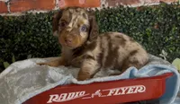 Chocolate and tan dapple male, a male Miniature Dachshund for sale in Water Valley, MS – 1 of 4