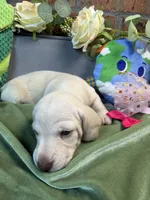 Shorthair cream female , a female Miniature Dachshund for sale in Water Valley, MS – 4 of 5