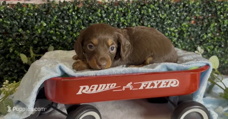 Longhair chocolate and tan male – Miniature Dachshund puppy for sale in Water Valley, MS