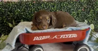 Longhair chocolate and tan male, a male Miniature Dachshund for sale in Water Valley, MS – 1 of 7